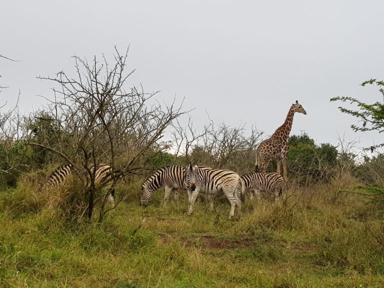 Nature passion. Animals in the wild